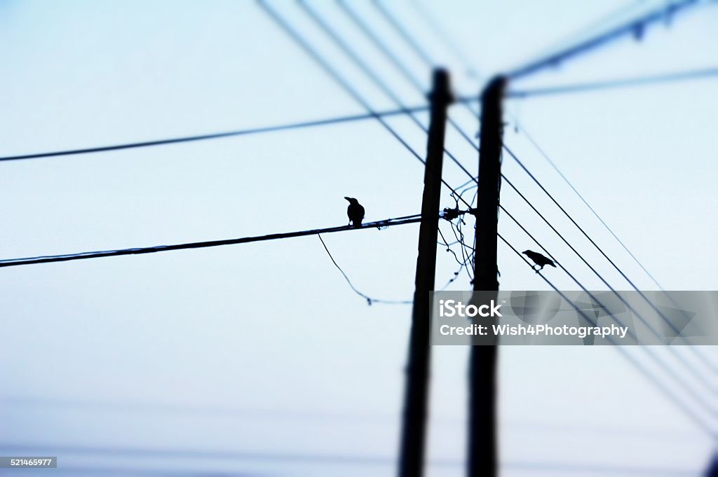 Power Lines and the City Life.. Power Lines with Free Birds.. Aerial Lead Stock Photo