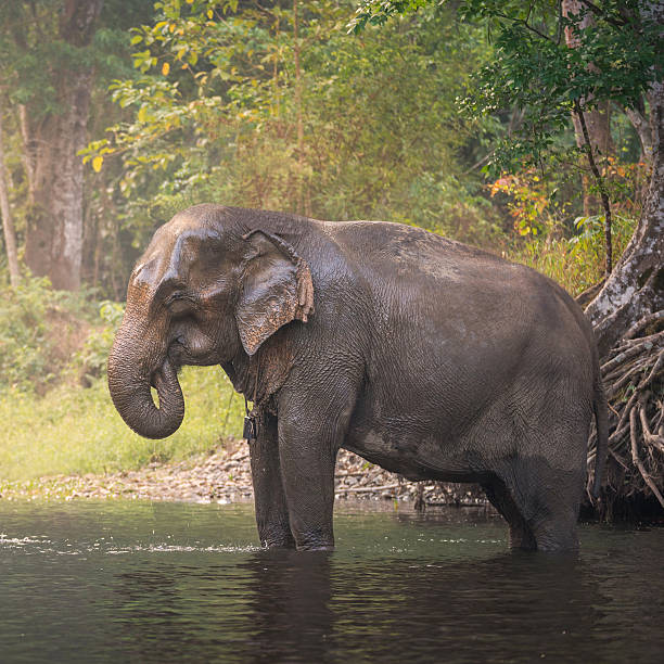 istock Asian Elephant in a natural river at deep forest, Thailand 521466214