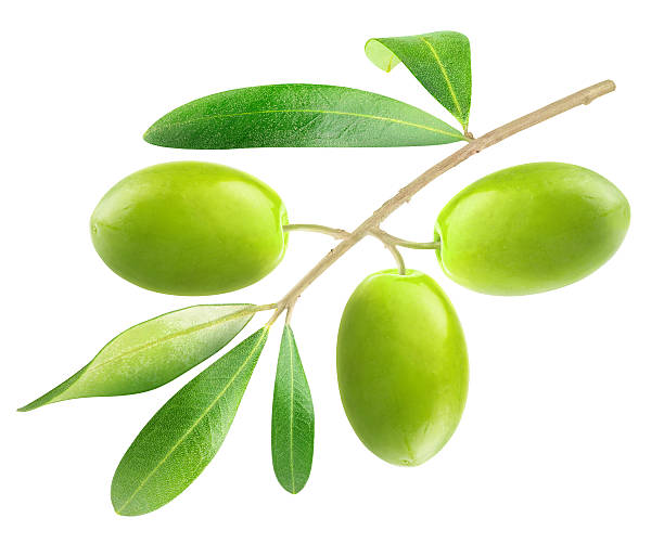 istock Branch with green olives isolated on white 521466545