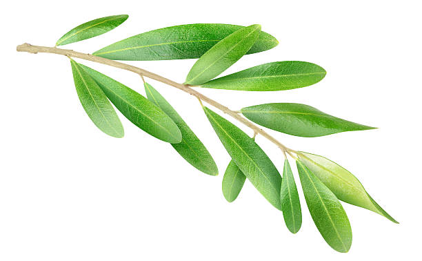 verde ramo isolato su bianco - olive branch foto e immagini stock