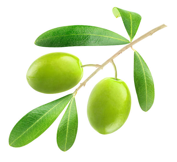 istock Branch with green olives isolated on white 521467009