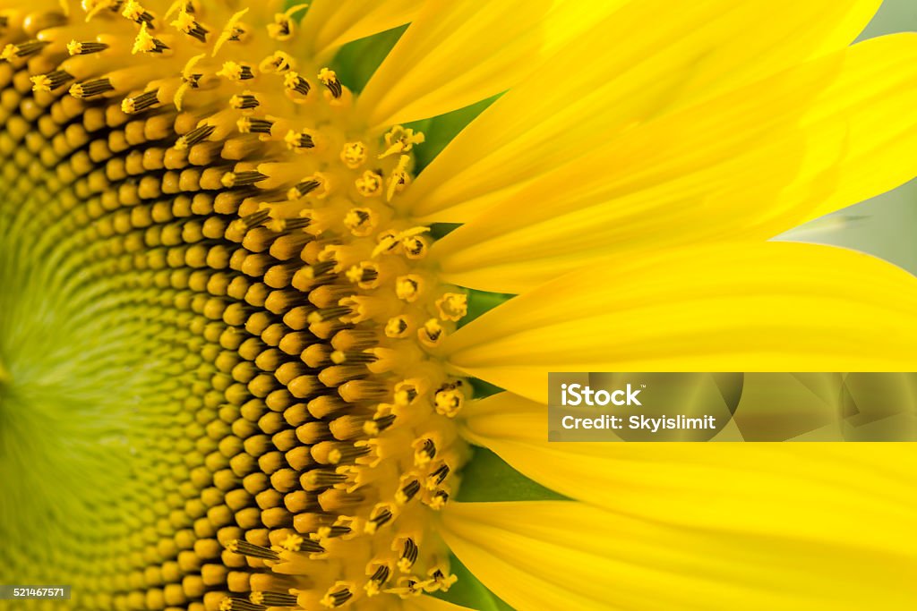 Sunflower Close up of Sunflower Agricultural Field Stock Photo