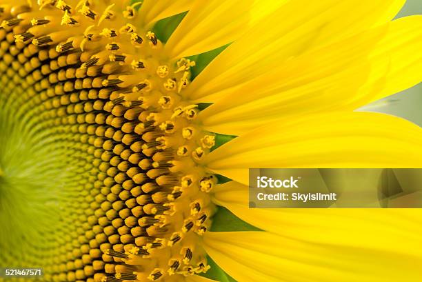 Sunflower Stock Photo - Download Image Now - Agricultural Field, Agriculture, Backgrounds