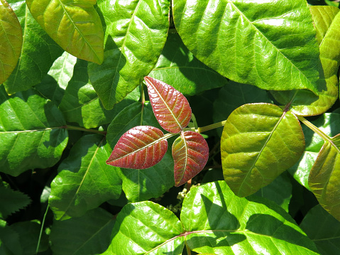 Poison ivy plant with red shiny leaves.