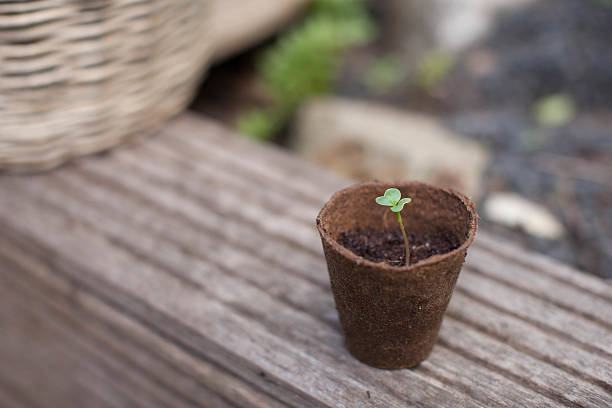 istock Young plant in a pot standing outdoors 521467838