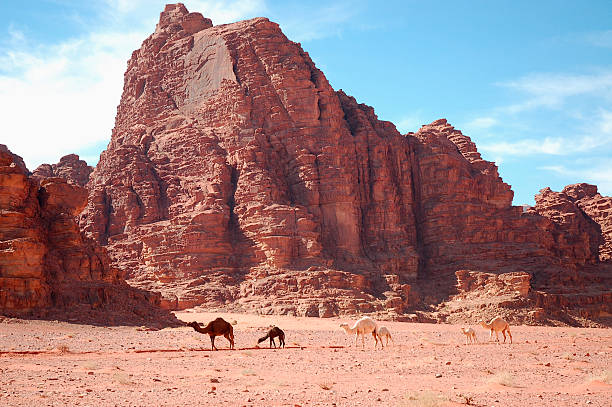 istock Camels in Wadi Rum desert, Jordan. 521468019