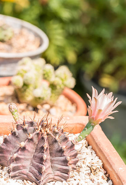 istock Light pink flower of cactus. 521468606