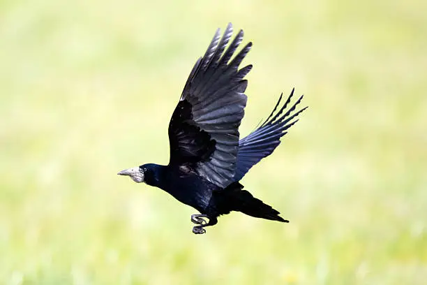 Rook (Corvus frugilegus) taking flight from a field.