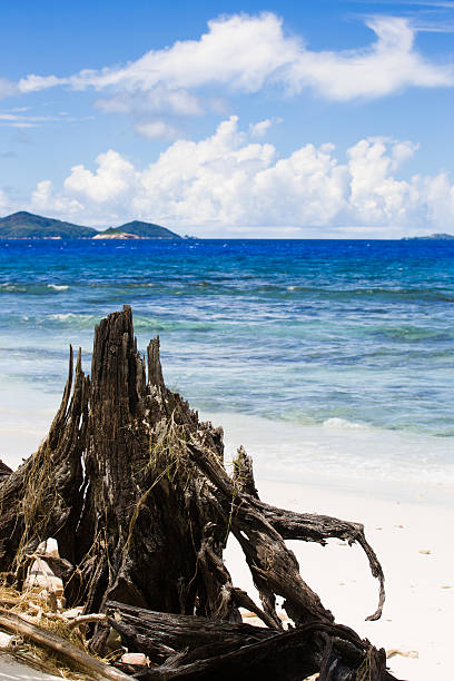 istock Tropical landscape with ocean beach, wood trunk. 521469510