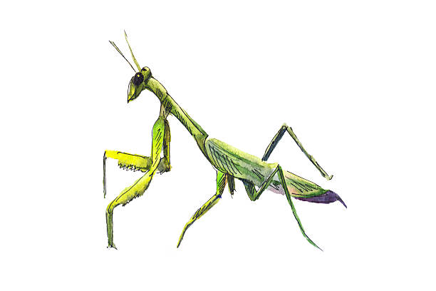 Mantis hand drawn Mantis hand drawn in watercolor. painted grasshopper stock illustrations