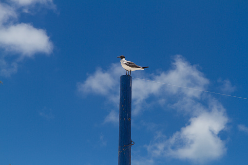 a seagull is standing on wooden post