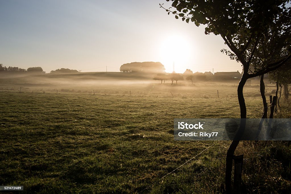 Sunset on a meadow Sunset on a meadow in summer with fog Agricultural Field Stock Photo