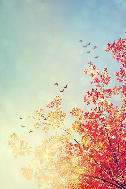 istock Colorful foliage in the autumn park. 521486115