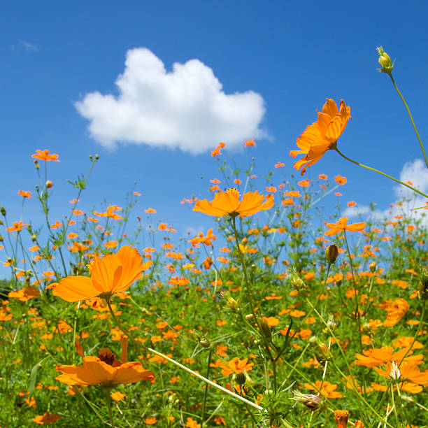 istock Yellow flowers against the sky 521486393