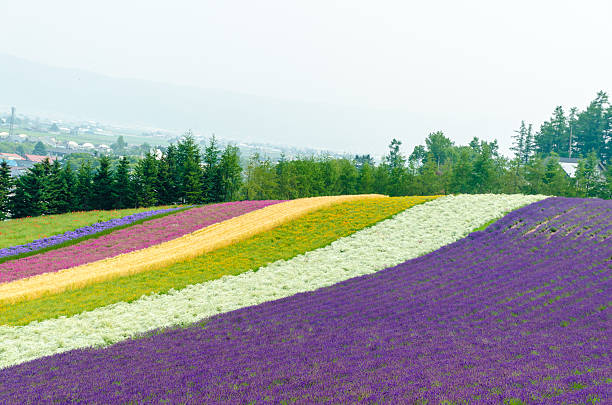 istock Colorful flower garden 521486569