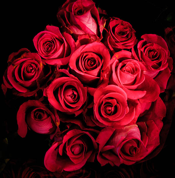 istock Red Roses flowers with a black background 521487365