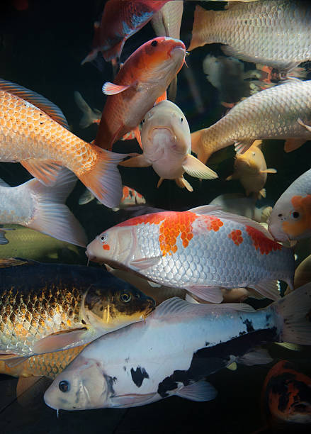 Different colorful koi fishes swimming in aquarium Different colorful koi fishes swimming in aquarium armored tank photos stock pictures, royalty-free photos & images