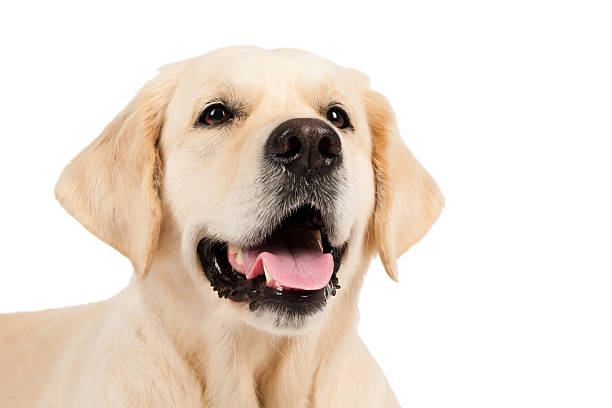 istock Portrait of a golden retriever 521487701