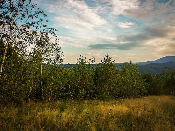 Ukrainian forest stock photo