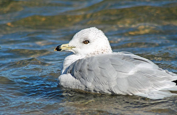 istock Seagull At The Lake 521489233