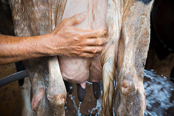 istock Breast wash Milking of a cow 521489949
