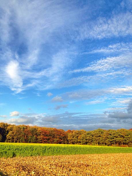 istock Rural landscape with rapeseed oil field and harvested corn 521491177