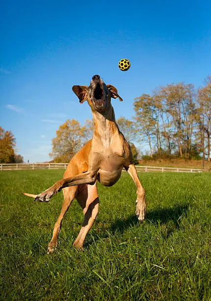 Silly Great Dane leaping for yellow ball, vertical image