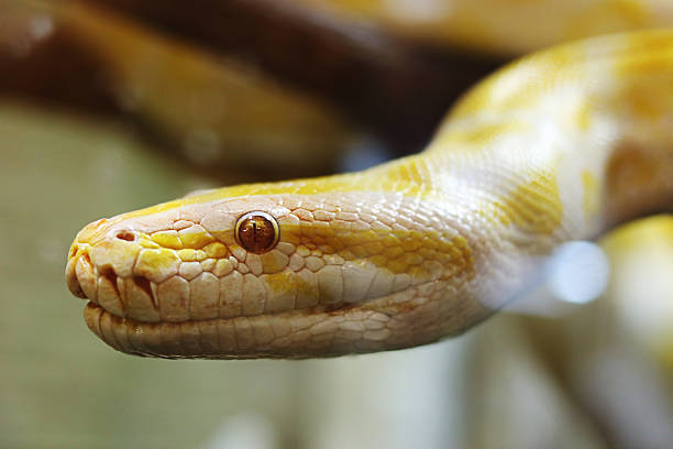 220+ Yellow Burmese Python Stock Photos, Pictures & Royalty-Free Images ...