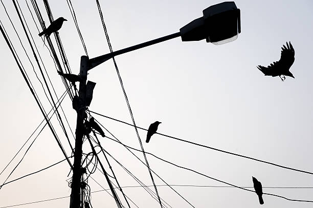 istock Street lamp and flying crows silhouette, Kolkata, India 521492068