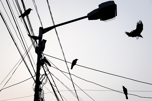 Pigeons on the high-voltage line