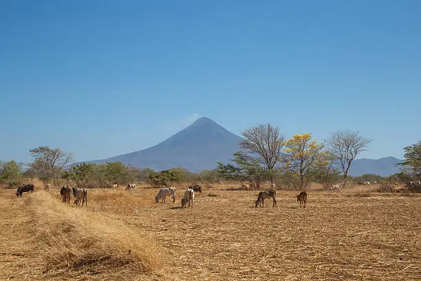 Momotombo view with field and cows during summer station, Nicaragua, Centralamerica
