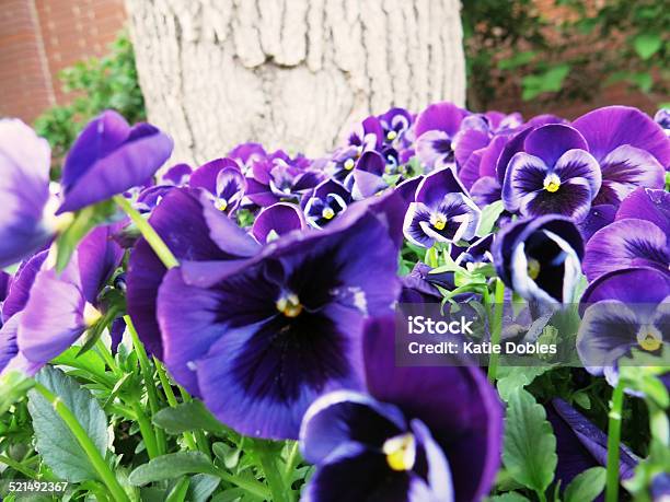 Purple Pansy Flowers Beneath Tree Trunk Close Up Stock Photo - Download Image Now - Arrangement, Bud, Color Image