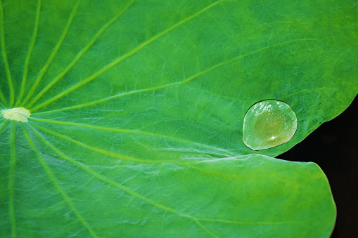 Raindrops on green leaf macro shot