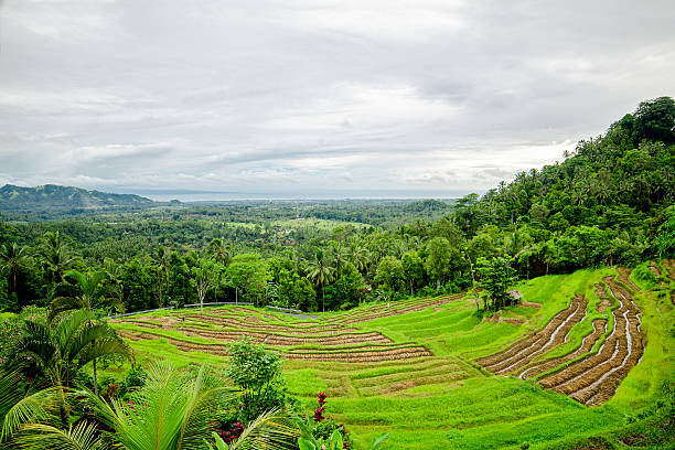 Rice terrace. Bali. Indonesia