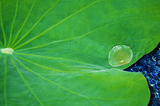 Water drop on lotus leaf