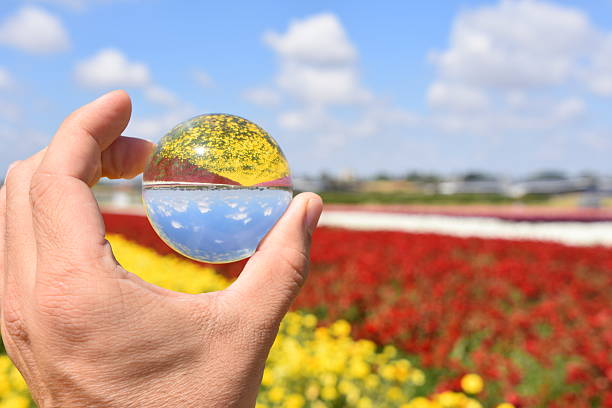 istock Huge field of blossoming buttercups 521493392