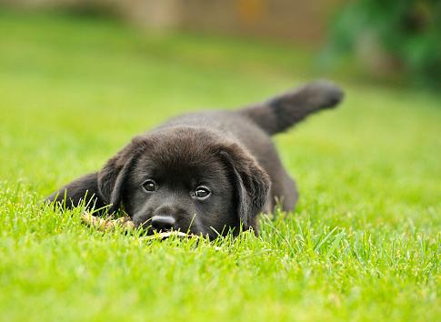 Black labrador puppy lies on the green grass 