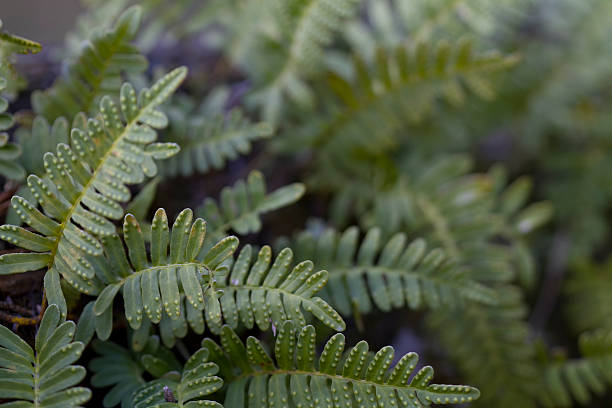 istock Resurrection Fern - Pleopeltis polypodioides 2 521493715