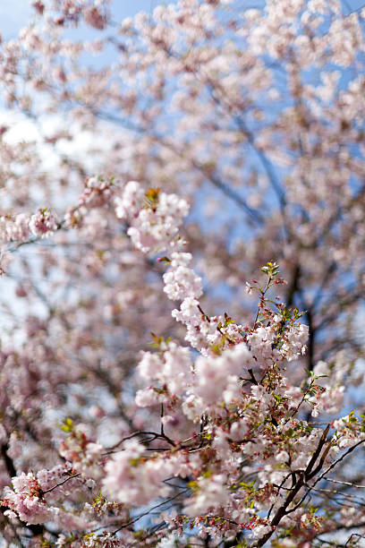 istock Pink cherry blossoms in full bloom against a blue sky 521494034
