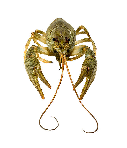 istock Crayfish isolated on white background pliers and a mustache 521496134