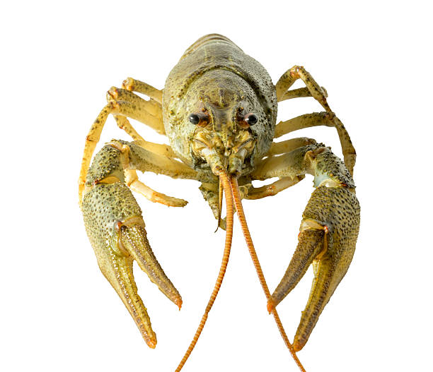 istock Live crayfish close up on a white background. 521496180