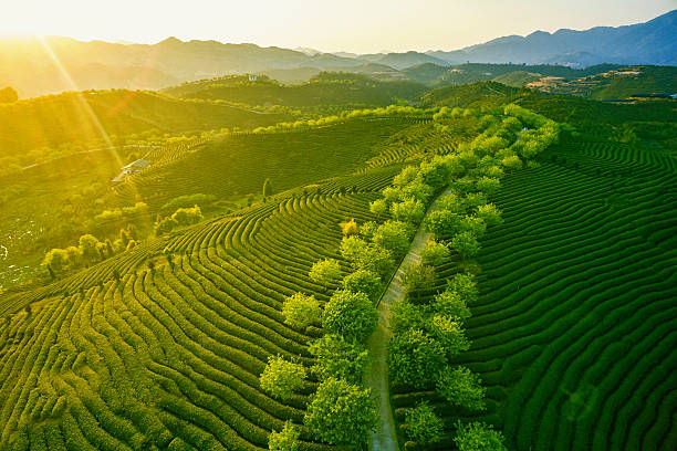 plantação de chá verde paisagem - green tea tea tea leaves green - fotografias e filmes do acervo