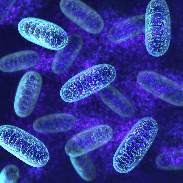 mitochondria-microbiologia - ingrandimento su vasta scala foto e immagini stock