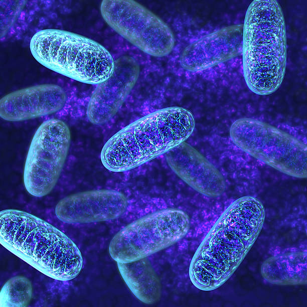 미토콘드리아�와 미생물학 - 마이크로 생물체 뉴스 사진 이미지