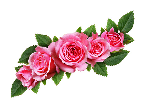Pink rose flowers wave arrangement isolated on white