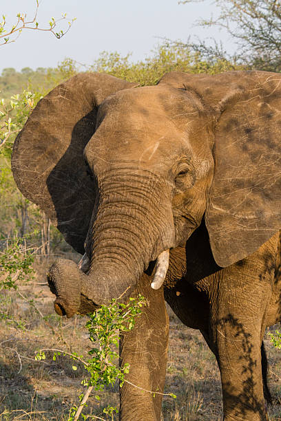 Elephant along the road. stock photo