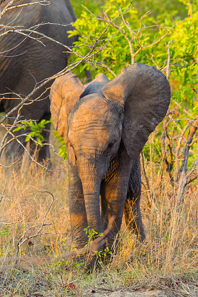 Baby elephant plays along the road stock photo