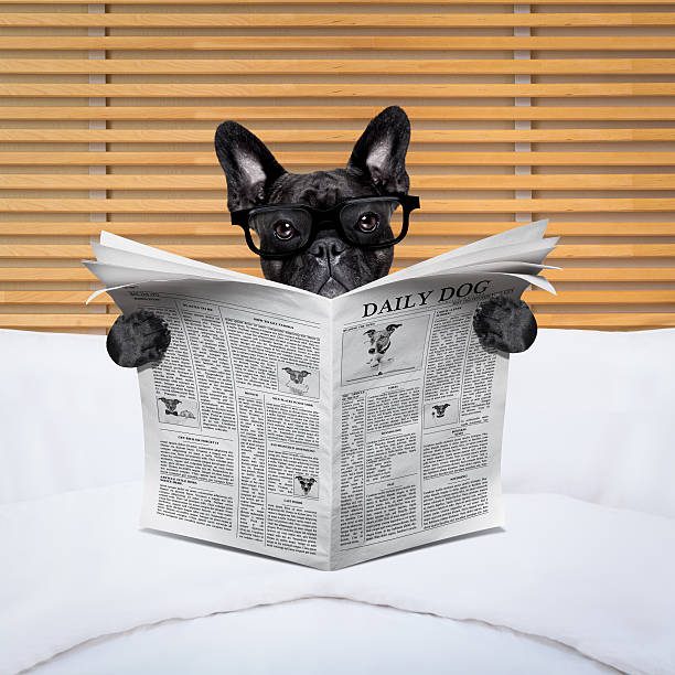 istock dog newspaper in bed 521498638