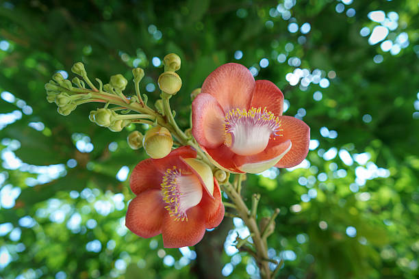 istock SA-LA tree relate of buddha born 521498646
