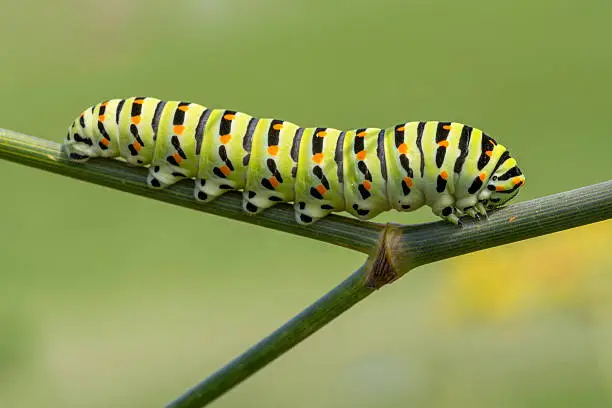 Photo of Caterpillar of the swallowtail, Papilio machaon
